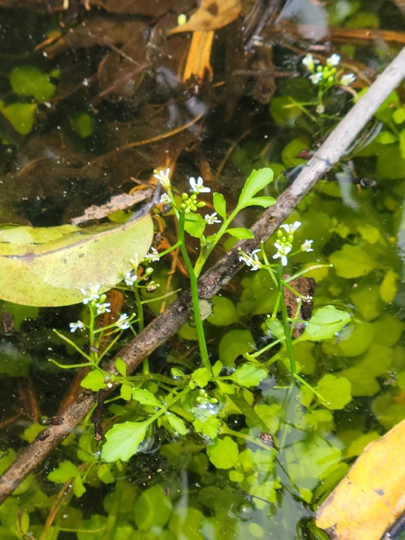 Florida Yellowcress photo 3