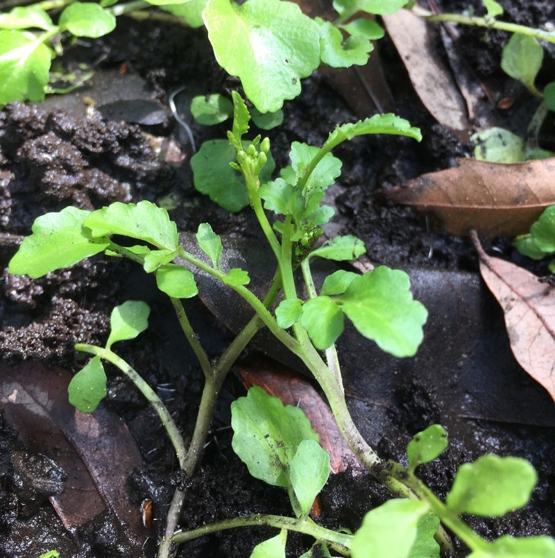 Florida Yellowcress photo 5