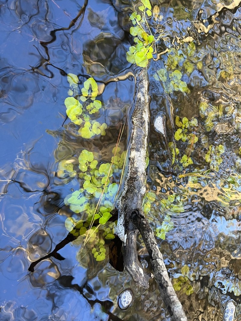 Florida Yellowcress photo 6