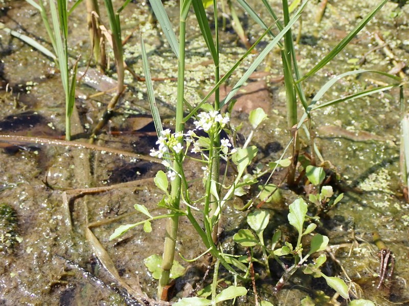 Florida Yellowcress photo 7