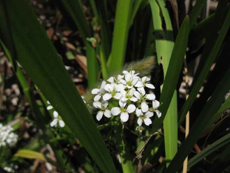Gambel's Yellowcress