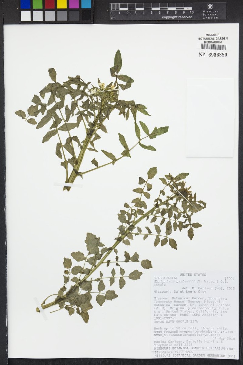 Gambel's Yellowcress photo 5