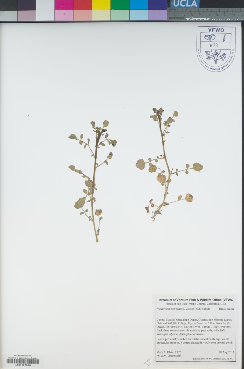 Gambel's Yellowcress photo 6