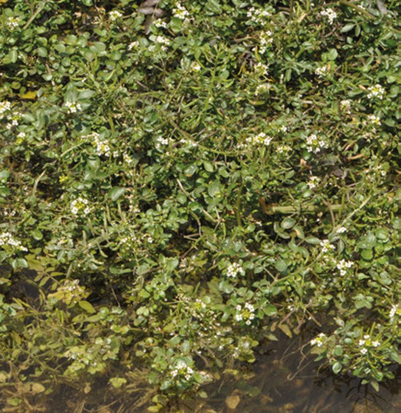 Onerow Yellowcress photo 7