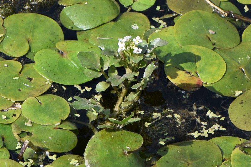 Onerow Yellowcress photo 2