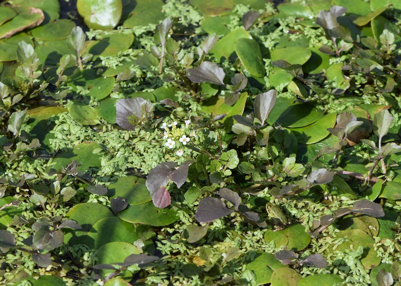 Onerow Yellowcress photo 3