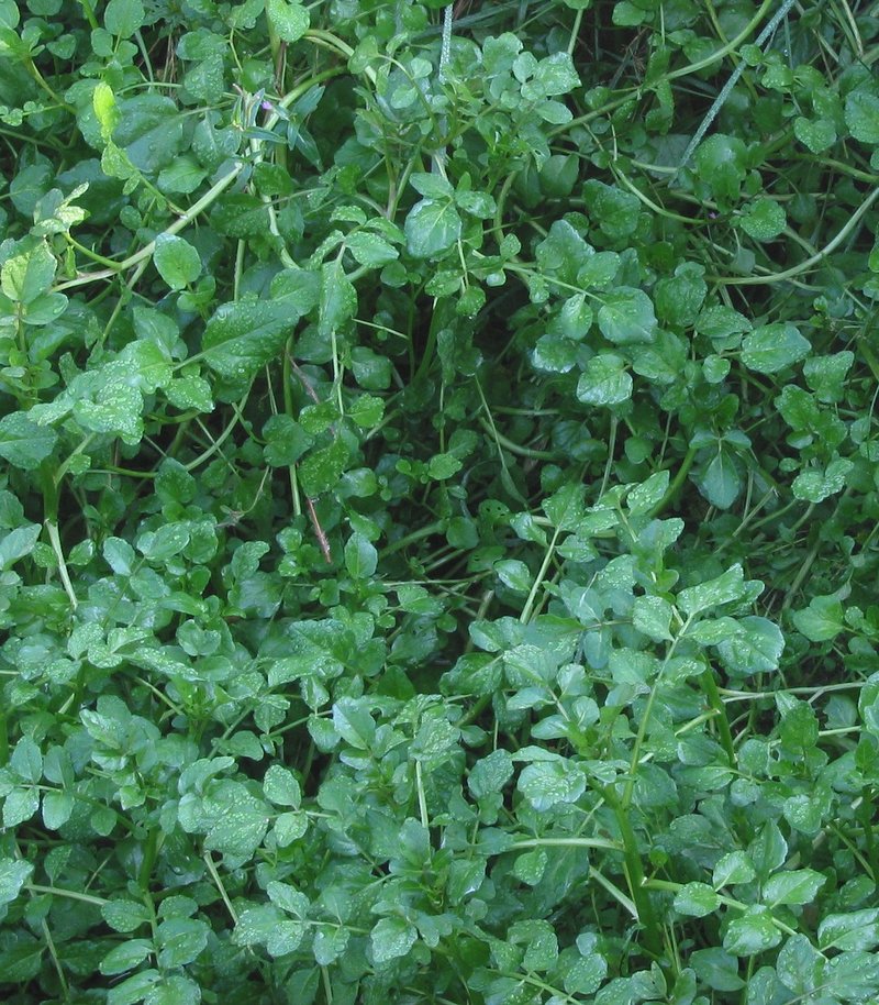 Onerow Yellowcress photo 8