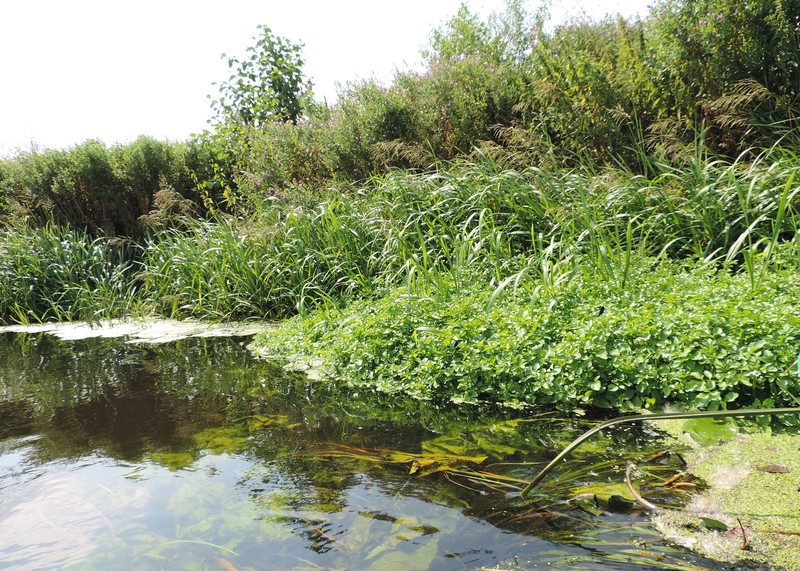 Watercress photo 5