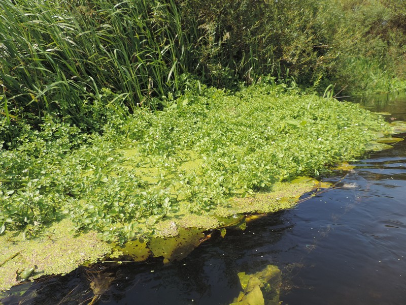 Watercress photo 6