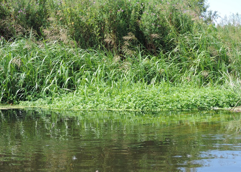 Watercress photo 3