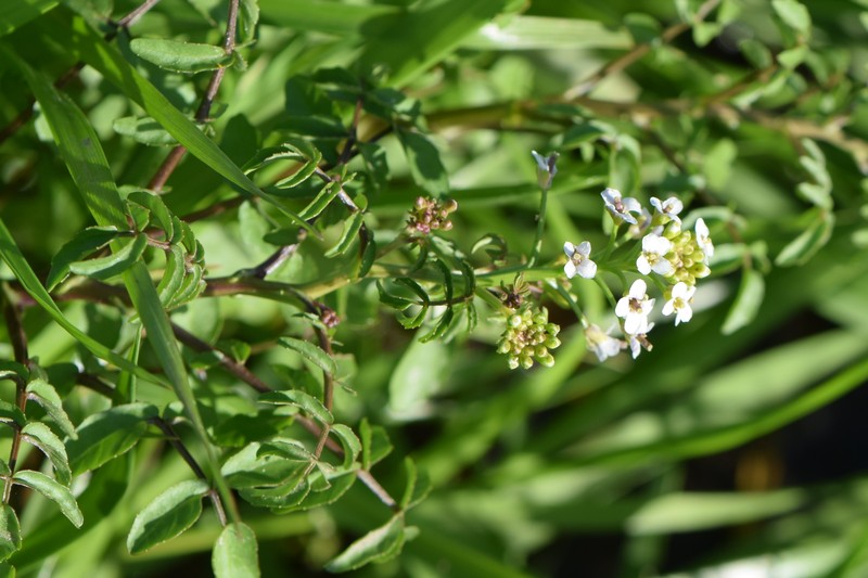 Watercress photo 4