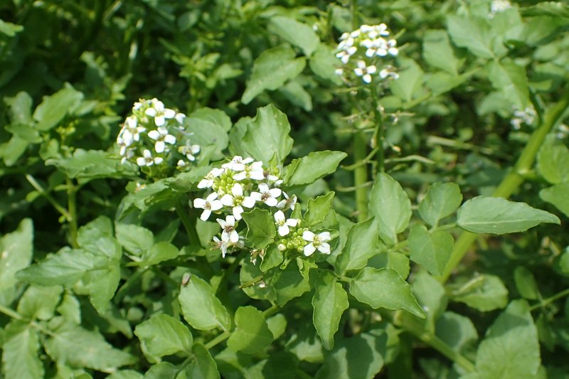 Watercress photo 8