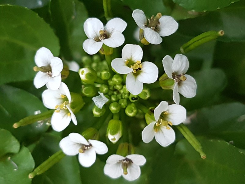 Watercress photo 9