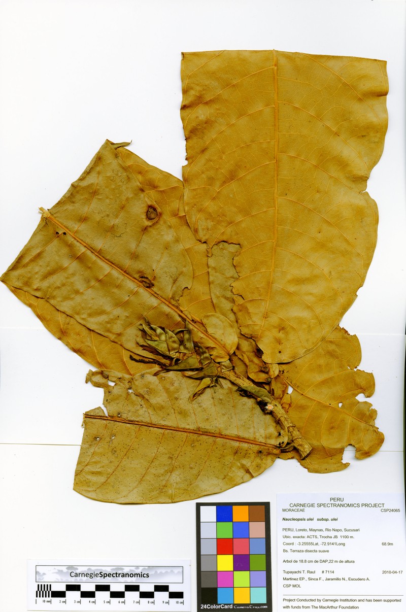 Naucleopsis ulei subsp. ulei
