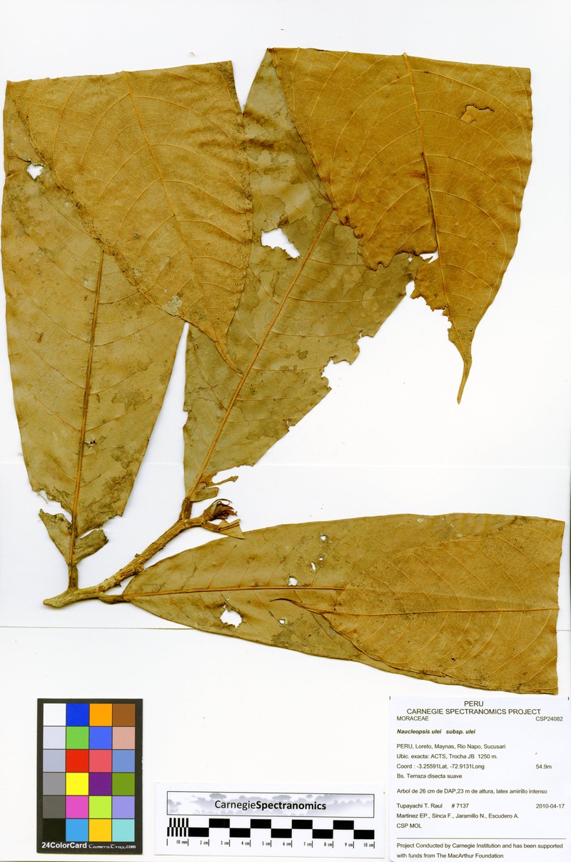 Naucleopsis ulei subsp. ulei photo 2