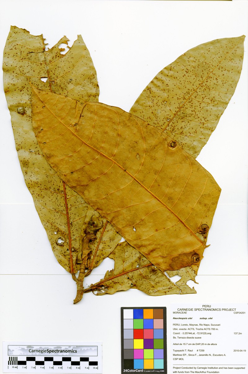 Naucleopsis ulei subsp. ulei photo 3