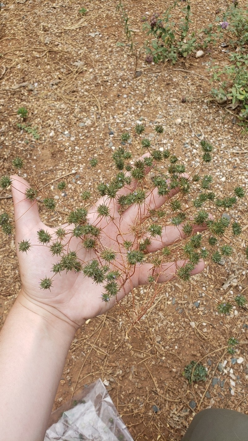 Navarretia aeroides