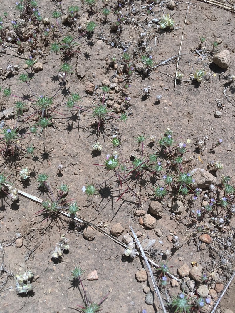 Navarretia aeroides photo 2