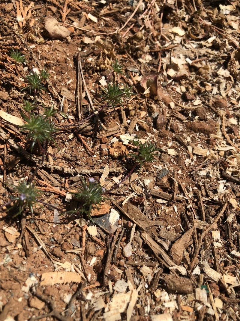 Navarretia aeroides photo 3
