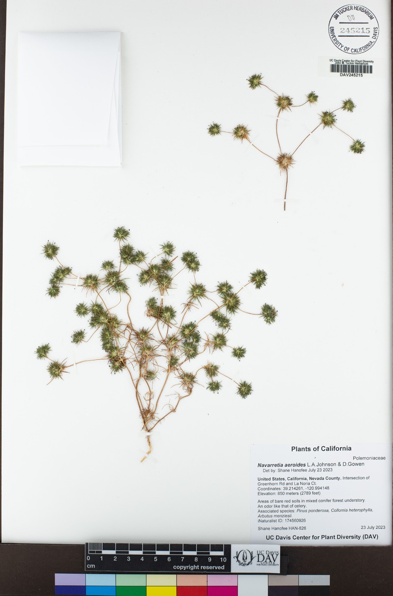 Navarretia aeroides photo 6