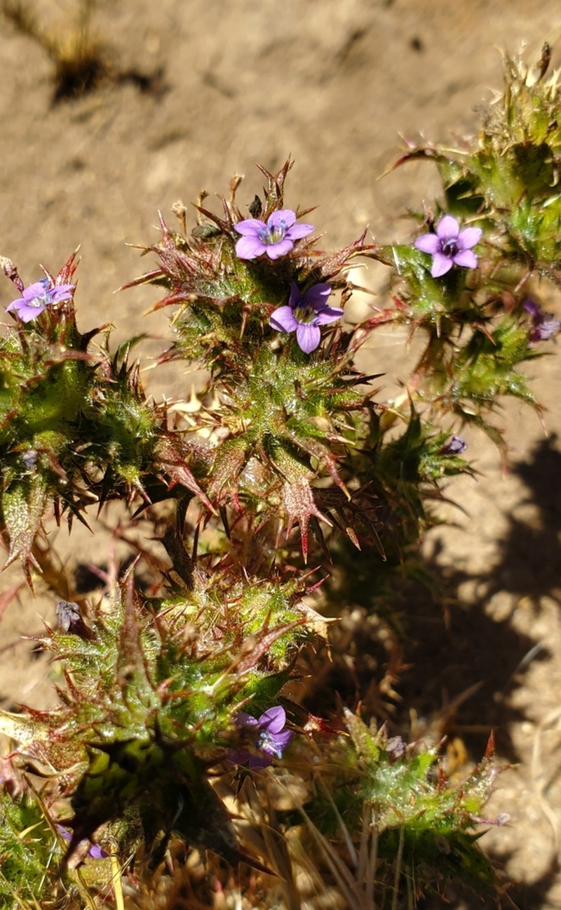 Hollyleaf Pincushionplant photo 4