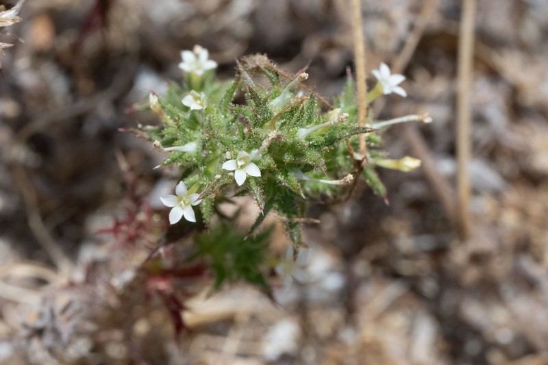 Hollyleaf Pincushionplant photo 5