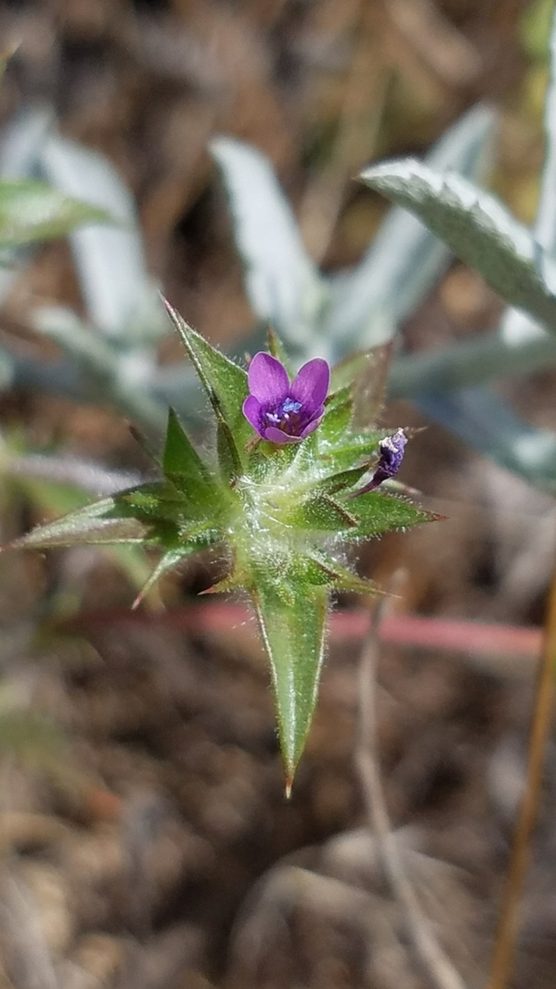 Hollyleaf Pincushionplant photo 6