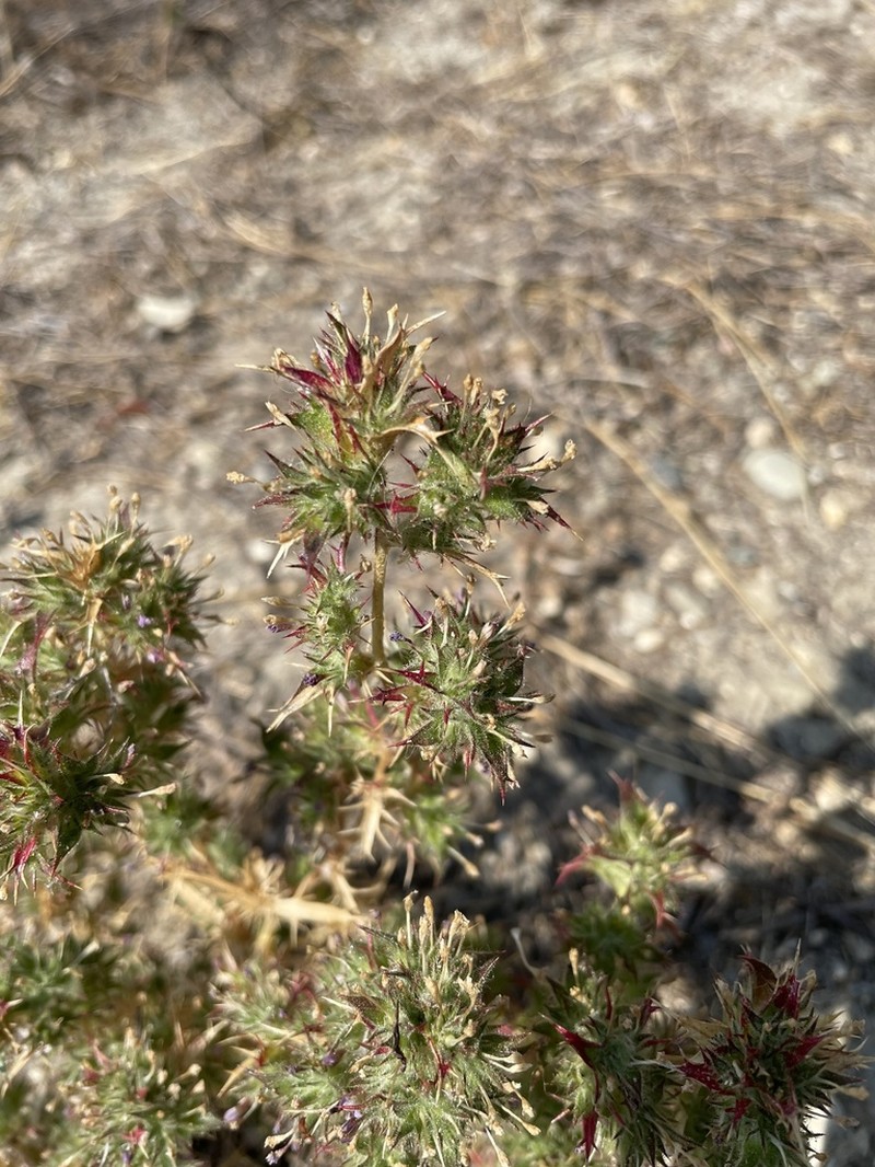 Hollyleaf Pincushionplant photo 8
