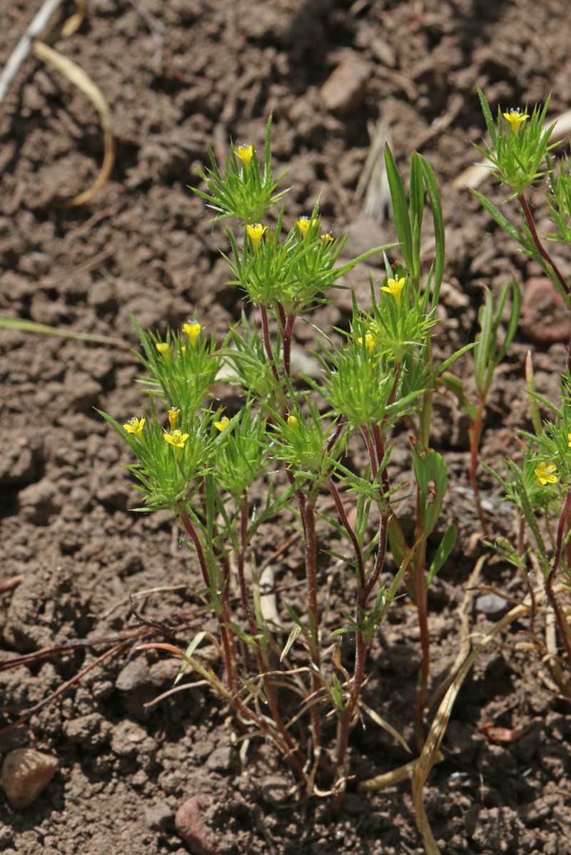 Brewer's Navarretia photo 2