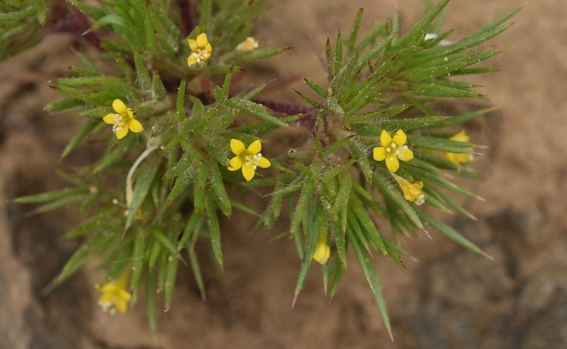Brewer's Navarretia photo 3
