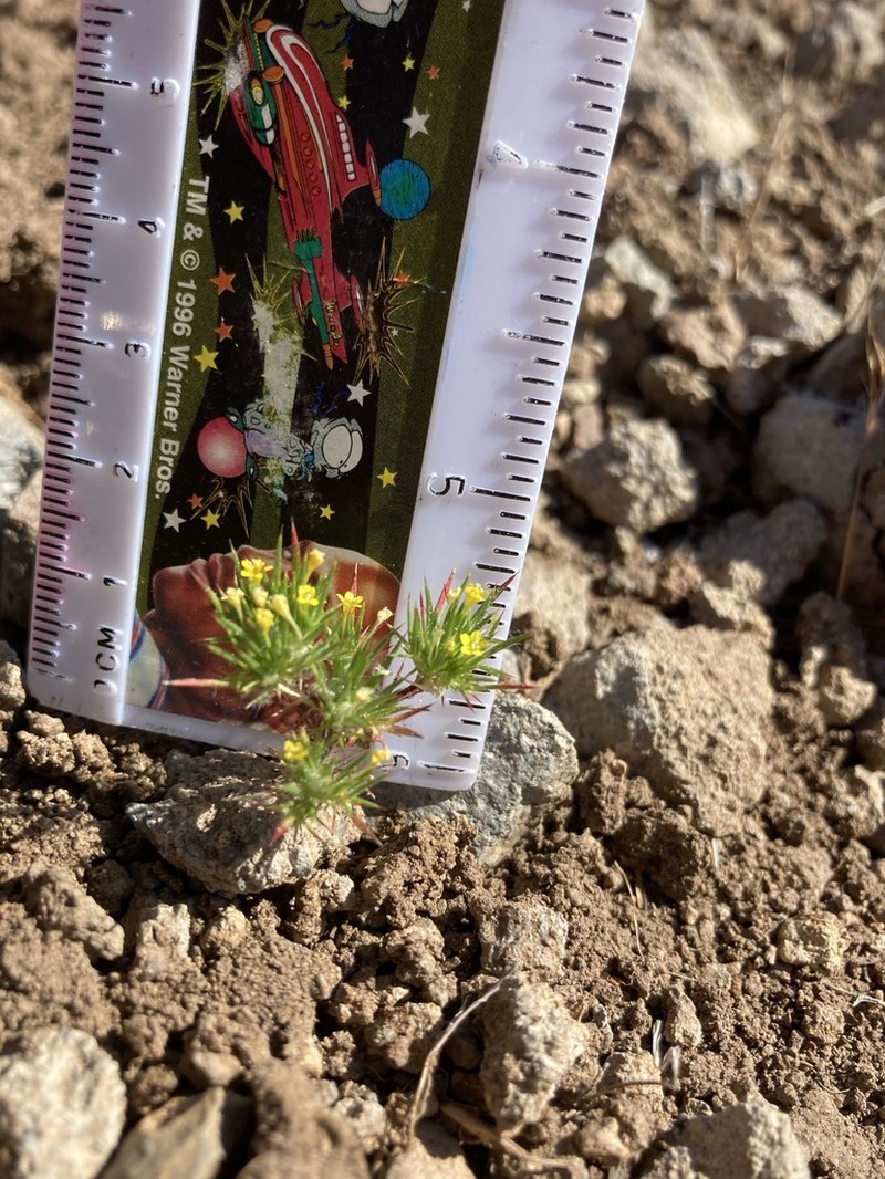 Brewer's Navarretia photo 5