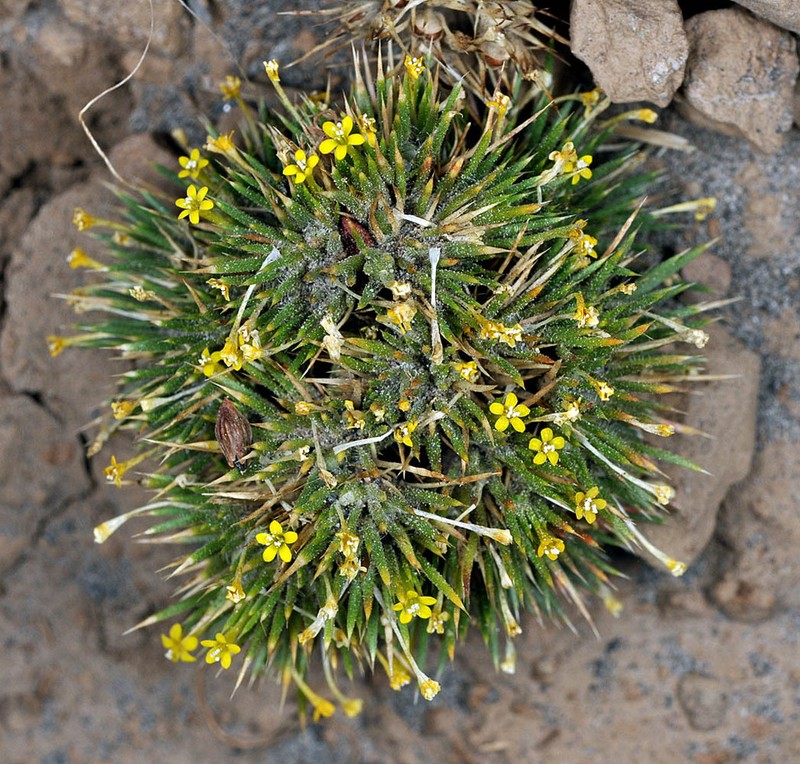 Brewer's Navarretia photo 6
