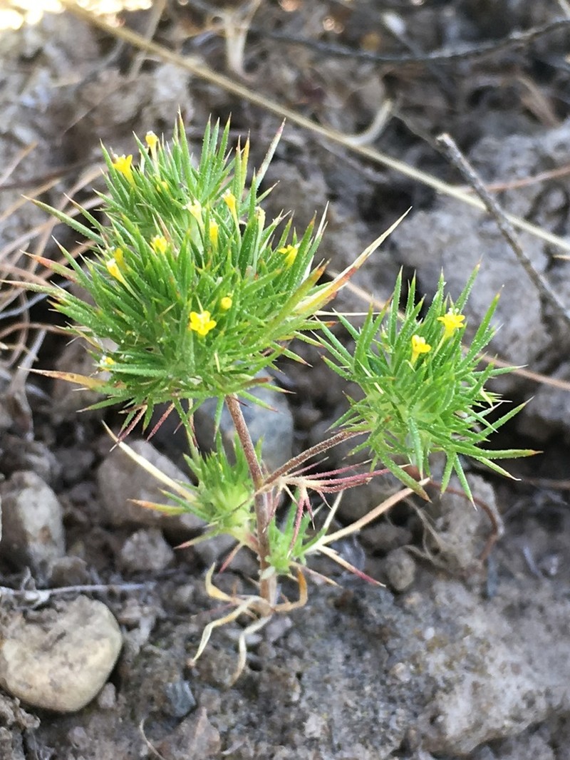 Brewer's Navarretia photo 7