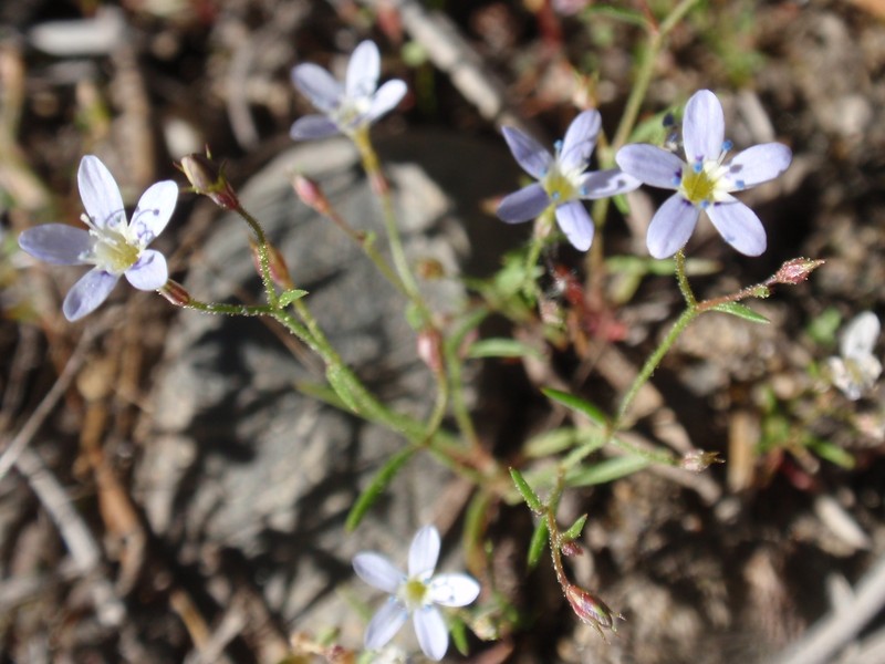 Miniature Gilia
