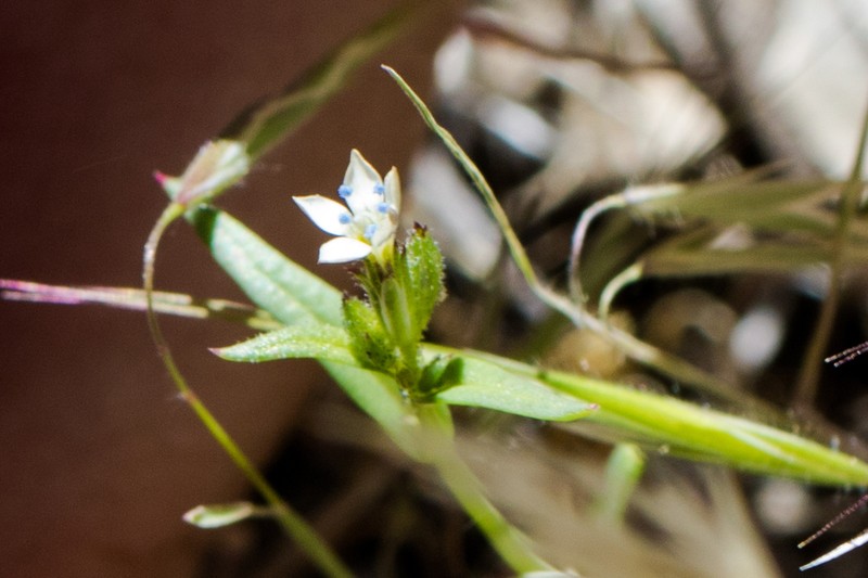 Miniature Gilia photo 3