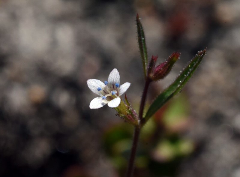 Miniature Gilia photo 4