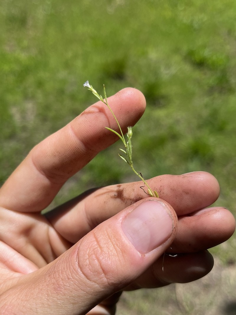 Miniature Gilia photo 5