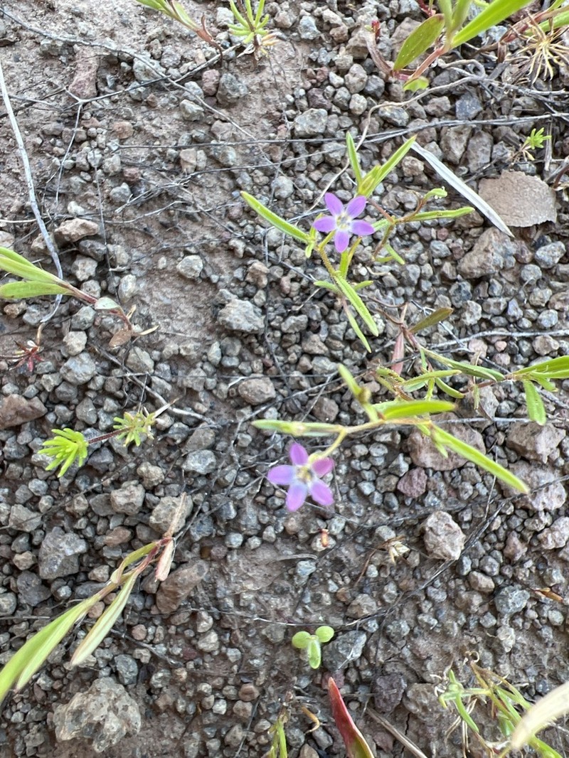 Miniature Gilia photo 6