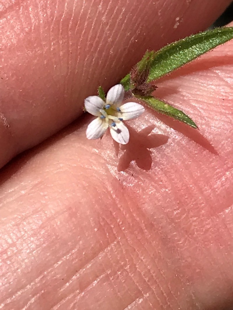 Miniature Gilia photo 7