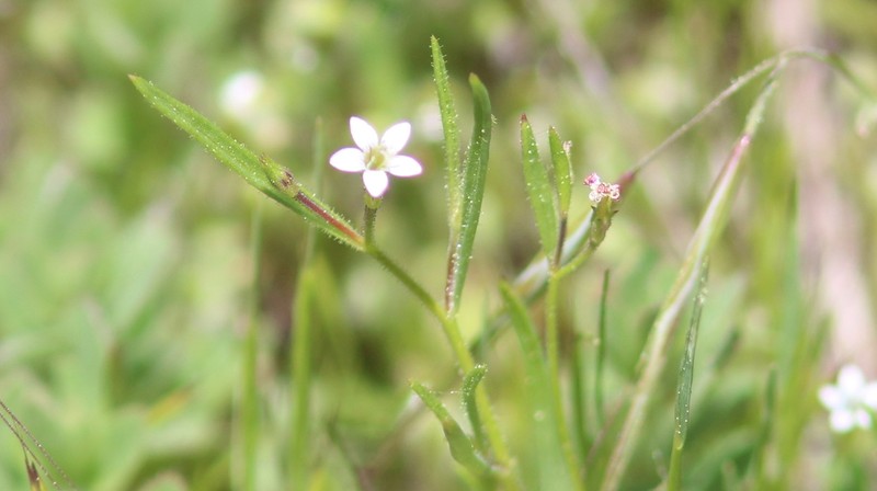 Miniature Gilia photo 8