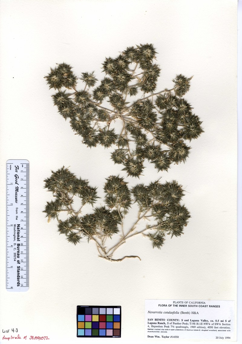 Cotulaleaf Pincushionplant