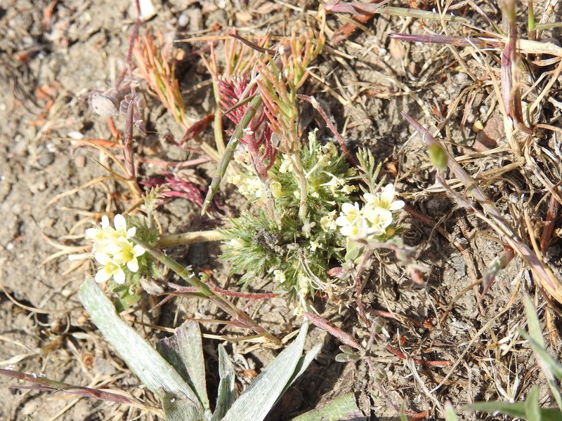 Cotulaleaf Pincushionplant photo 3