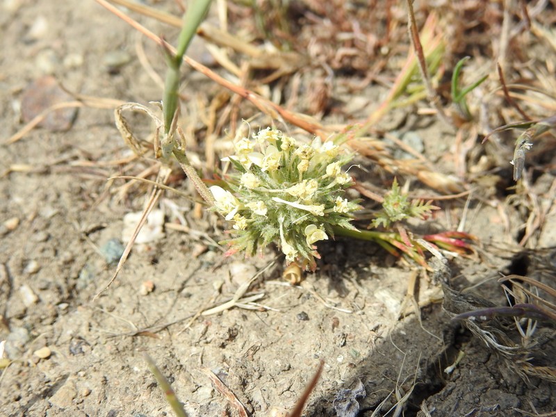 Cotulaleaf Pincushionplant photo 4