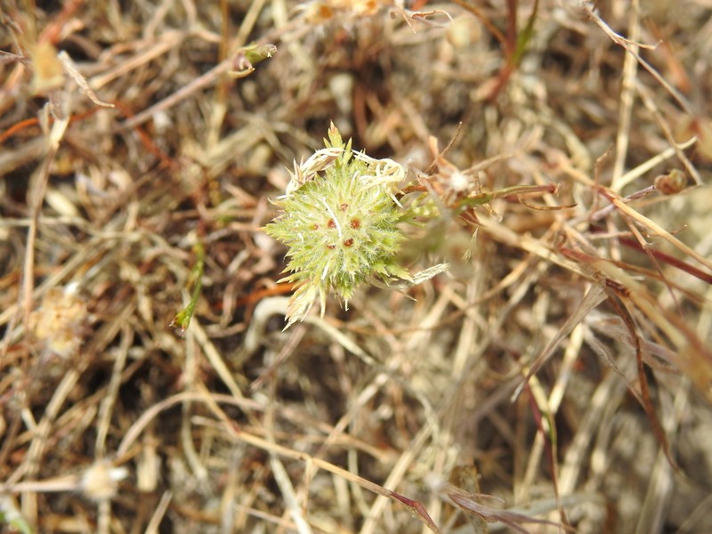Cotulaleaf Pincushionplant photo 5