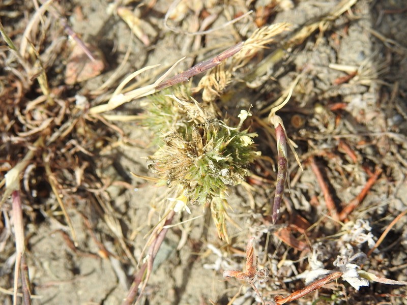 Cotulaleaf Pincushionplant photo 6