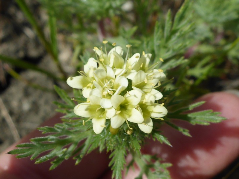 Cotulaleaf Pincushionplant photo 7