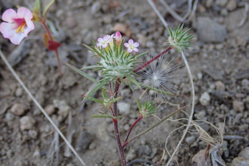 Navarretia crystallina