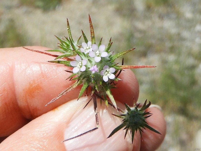 Navarretia crystallina photo 2