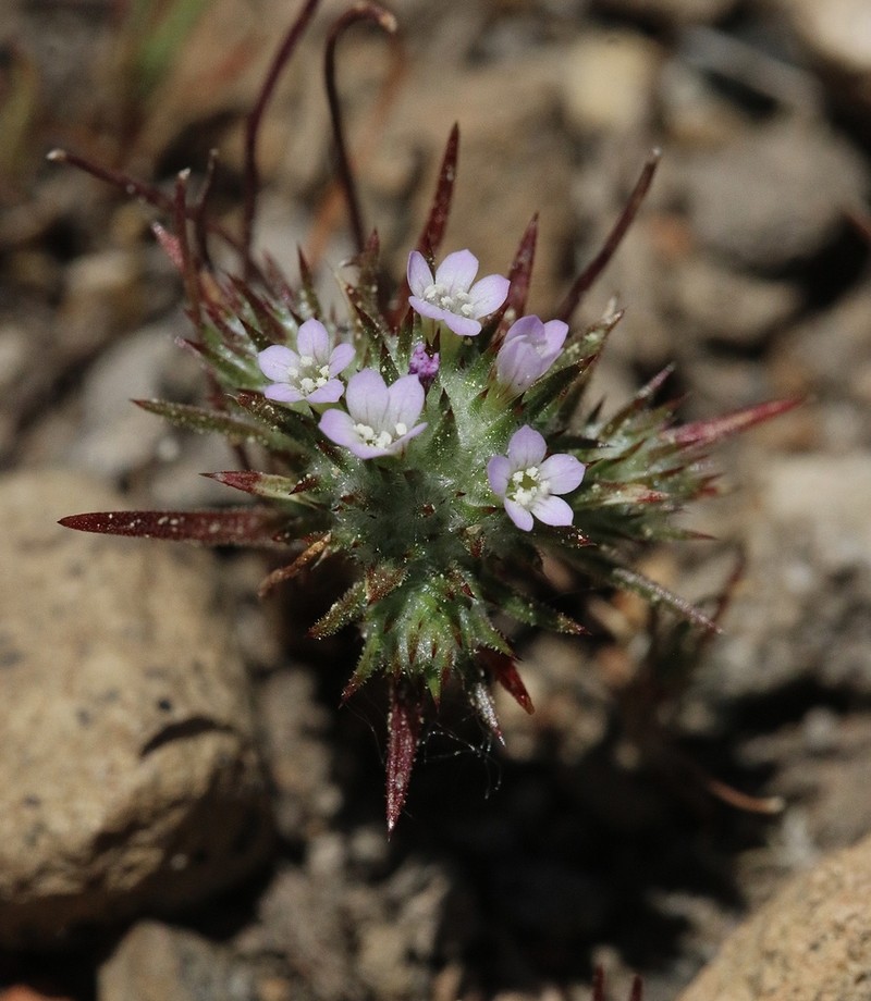 Navarretia crystallina photo 3