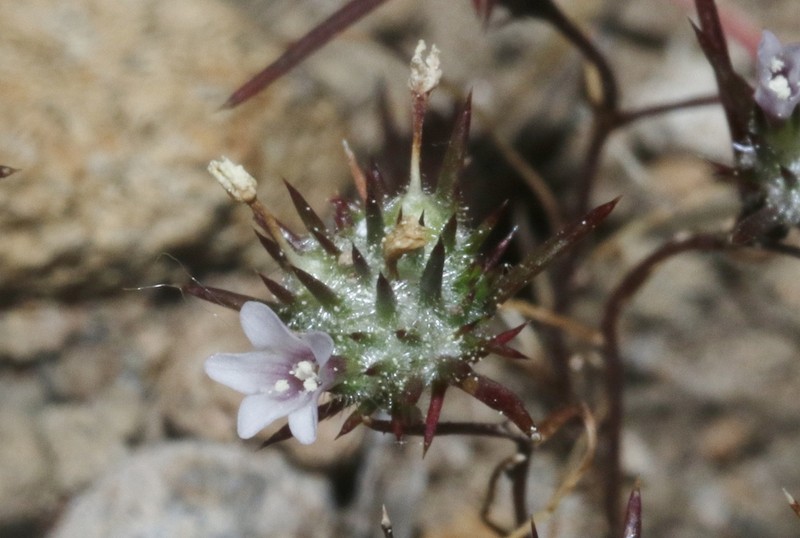Navarretia crystallina photo 4